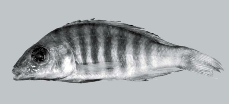 Aulonocara sp. 'long' South East Arm